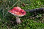 Paddenstoelen 10