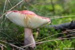 Paddenstoelen 11