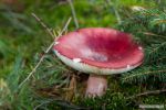 Paddenstoelen 12