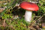 Paddenstoelen 14