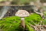 Paddenstoelen 16