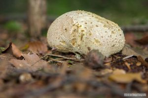 Paddenstoelen 2