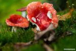 Paddenstoelen 3