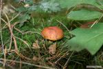 Paddenstoelen 6