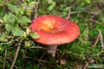 Paddenstoelen 8